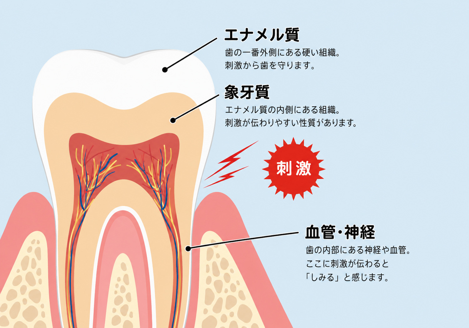 知覚過敏の仕組みを示した歯の断面図。エナメル質、象牙質、血管・神経と刺激が伝わる仕組みを解説。